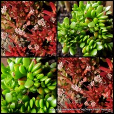 Crassula Red Carpet x 1 Succulents Plants Groundcover Pot Hanging basket White flowering pubescens ssp. radicans Rockery Patio Balcony